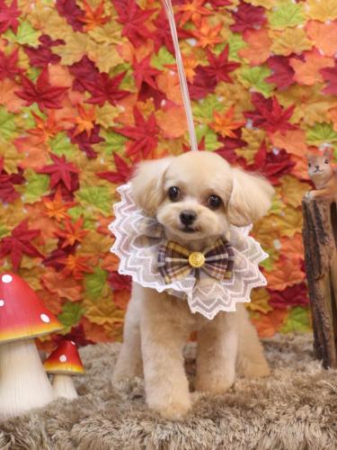 20241113チップくん